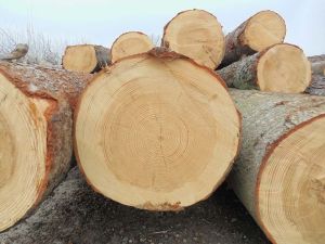 Softwood Logs