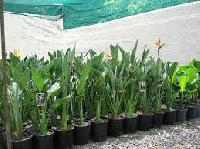 Natal Strelitzia, Wild Strelitzia Seeds and Other Rare Plant Seeds