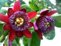 Passiflora Involucrata  Seeds