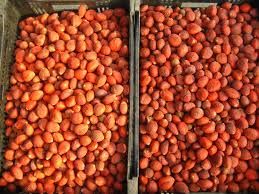 Tropical Rare Tree Plants