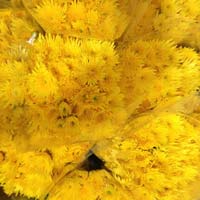 Fresh Chrysanthemum Flower