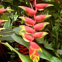 Fresh Heliconia Cut Flower