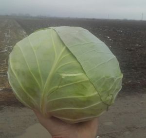 Cabbage