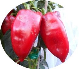 Sweet Red Pepper