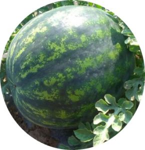 watermelon