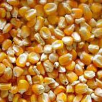 yellow  maize