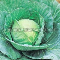 fresh cabbage