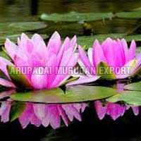 Fresh Lotus Flowers