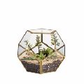 Glass terrarium glass for plant