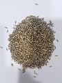 Cumin seeds Singapore 99%