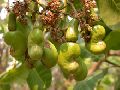 Kaju Fruits Tree seeds