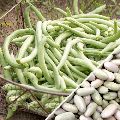 Green French Bean Seeds
