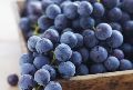 blue grape pulp