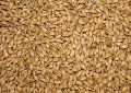 Bulk Barley Seed