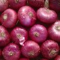 Nasik Onion-