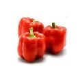 Fresh Capsicum Dry Extract Powder