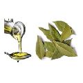 Pure Bay Leaf Essential Oil
