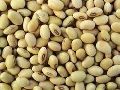 Soybeans Seed