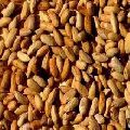Fresh Natural Quality Indian Dry Neem Seed
