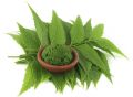 Fresh organic neem leaves and powder