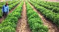Herbal Farming Consultancy Services
