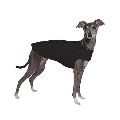 Greyhound Black Winter Dog Coat