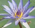 Blue lotus absolute