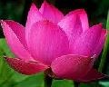 pink lotus absolute