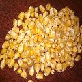 Yellow Maize Animal Feed