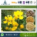 Cassia Gum Powder