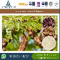 tamarind seed powder