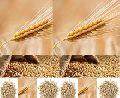 hydroponic barley seed