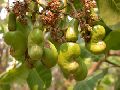 Kaju Fruits Tree seed