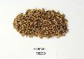 Organic Sweet Fennel Seed