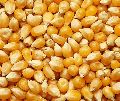 Poultry Feed Maize Raw Material