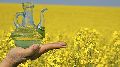 Rapeseed Oil