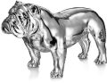 Silver Colored Angus Bulldog