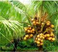 coconut plant