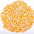 yellow maize