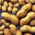 Peanut seeds and raw peanut