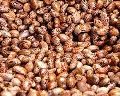 Edible Castor Oil Seeds