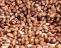 Hybrid Castor Seeds