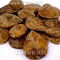 Morocco Fossil Coral Stone Cabochon Gemstone
