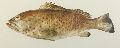 Long Spine Grouper Fish