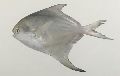 Silver Pomfret Fish