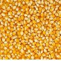 whole maize