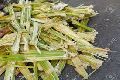 sugarcane bagasse