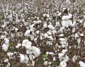 Indian Pure Raw Cotton