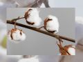 Pure Raw Cotton