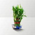 Rolling Nature 2 Layer Lucky Bamboo